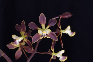 Encyclia Cynthia Dark Beauty HCC/AOS 79 pts.